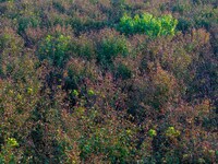 Maple leaves gradually turn red at Baima Lake Forest Park in Huai'an, China, on September 8, 2024. (