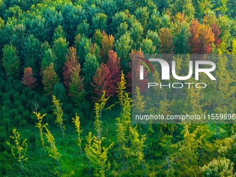 Maple leaves gradually turn red at Baima Lake Forest Park in Huai'an, China, on September 8, 2024. (