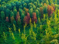 Maple leaves gradually turn red at Baima Lake Forest Park in Huai'an, China, on September 8, 2024. (