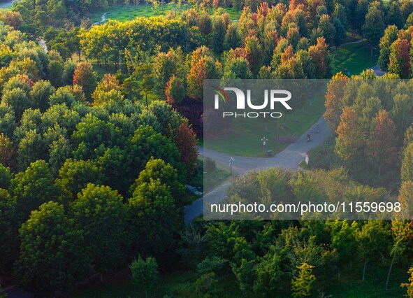 Maple leaves gradually turn red at Baima Lake Forest Park in Huai'an, China, on September 8, 2024. 