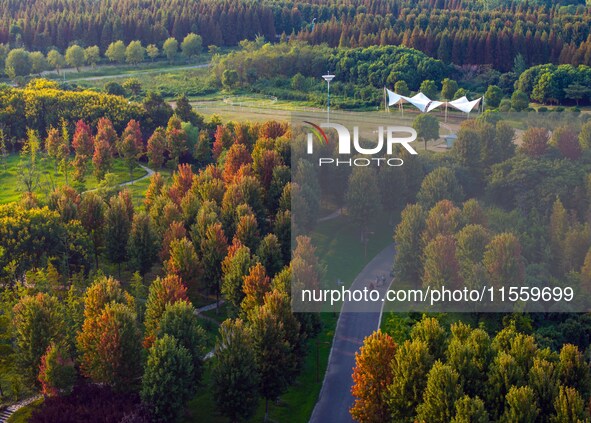 Maple leaves gradually turn red at Baima Lake Forest Park in Huai'an, China, on September 8, 2024. 