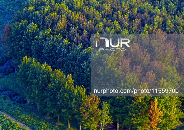 Maple leaves gradually turn red at Baima Lake Forest Park in Huai'an, China, on September 8, 2024. 