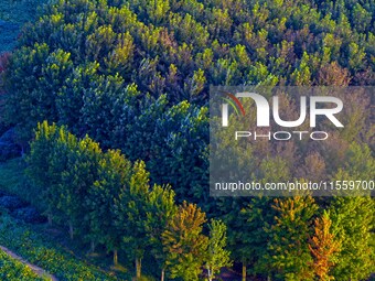 Maple leaves gradually turn red at Baima Lake Forest Park in Huai'an, China, on September 8, 2024. (