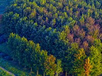 Maple leaves gradually turn red at Baima Lake Forest Park in Huai'an, China, on September 8, 2024. (