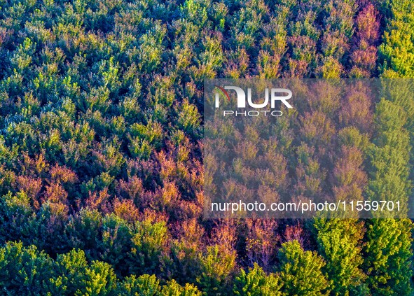 Maple leaves gradually turn red at Baima Lake Forest Park in Huai'an, China, on September 8, 2024. 