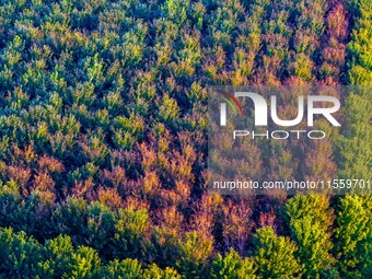 Maple leaves gradually turn red at Baima Lake Forest Park in Huai'an, China, on September 8, 2024. (