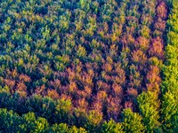 Maple leaves gradually turn red at Baima Lake Forest Park in Huai'an, China, on September 8, 2024. (