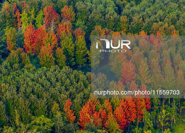 Maple leaves gradually turn red at Baima Lake Forest Park in Huai'an, China, on September 8, 2024. 