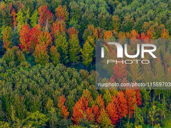 Maple leaves gradually turn red at Baima Lake Forest Park in Huai'an, China, on September 8, 2024. (