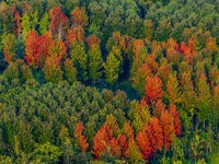 Maple leaves gradually turn red at Baima Lake Forest Park in Huai'an, China, on September 8, 2024. (