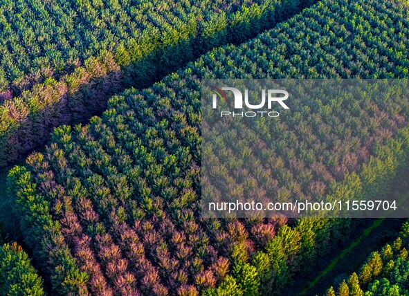 Maple leaves gradually turn red at Baima Lake Forest Park in Huai'an, China, on September 8, 2024. 