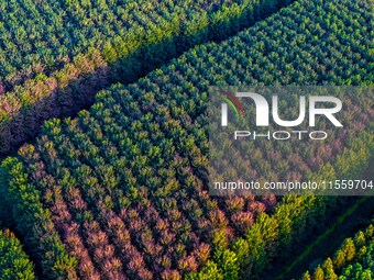 Maple leaves gradually turn red at Baima Lake Forest Park in Huai'an, China, on September 8, 2024. (