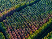 Maple leaves gradually turn red at Baima Lake Forest Park in Huai'an, China, on September 8, 2024. (