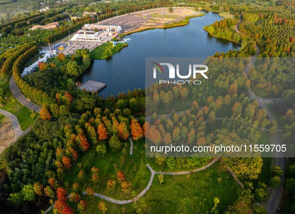 Maple leaves gradually turn red at Baima Lake Forest Park in Huai'an, China, on September 8, 2024. 