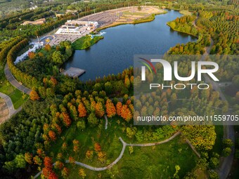 Maple leaves gradually turn red at Baima Lake Forest Park in Huai'an, China, on September 8, 2024. (