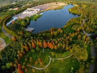 Maple leaves gradually turn red at Baima Lake Forest Park in Huai'an, China, on September 8, 2024. (