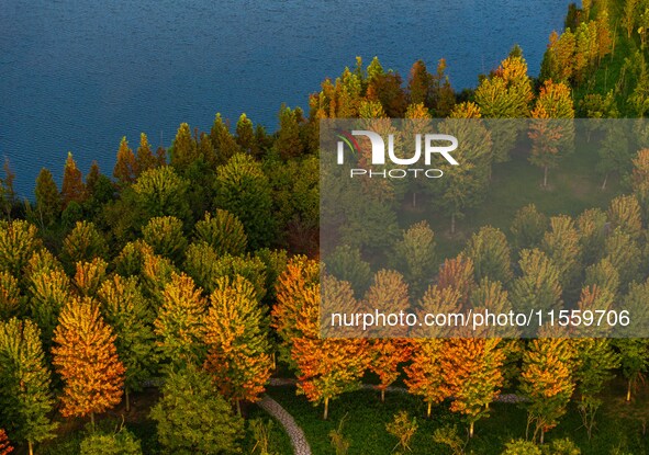 Maple leaves gradually turn red at Baima Lake Forest Park in Huai'an, China, on September 8, 2024. 