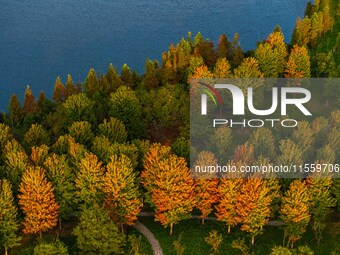 Maple leaves gradually turn red at Baima Lake Forest Park in Huai'an, China, on September 8, 2024. (