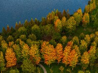 Maple leaves gradually turn red at Baima Lake Forest Park in Huai'an, China, on September 8, 2024. (