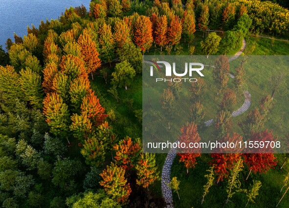 Maple leaves gradually turn red at Baima Lake Forest Park in Huai'an, China, on September 8, 2024. 