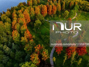 Maple leaves gradually turn red at Baima Lake Forest Park in Huai'an, China, on September 8, 2024. (