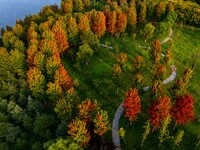 Maple leaves gradually turn red at Baima Lake Forest Park in Huai'an, China, on September 8, 2024. (