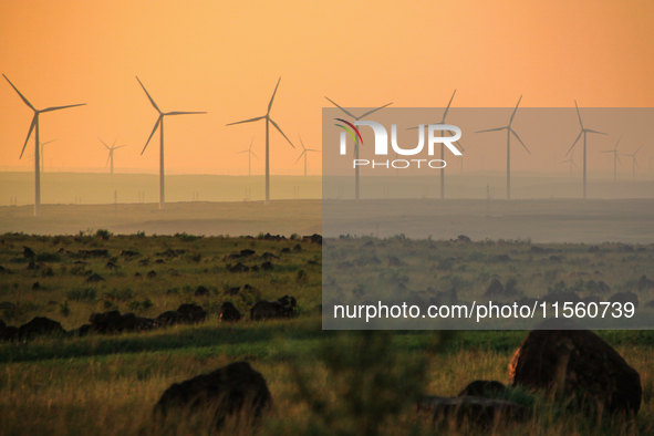 Wind power generation facilities on Zhangbei Bashang Grassland in Zhangjiakou, China, on June 28, 2013. 