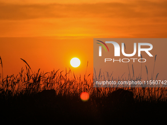 Wind power generation facilities on Zhangbei Bashang Grassland in Zhangjiakou, China, on June 28, 2013. (