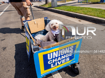 On September 2, 2024, in Banning Park, United States, 42 unions hold the 45th Annual LA Labor Day Parade, ending with a picnic in Banning Pa...