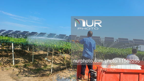 Villagers manage Chinese herbs grown in a solar photovoltaic area in Lihua village, Lianyungang, China, on September 10, 2024. 