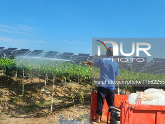 Villagers manage Chinese herbs grown in a solar photovoltaic area in Lihua village, Lianyungang, China, on September 10, 2024. (