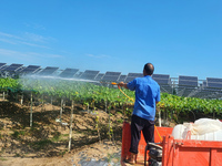 Villagers manage Chinese herbs grown in a solar photovoltaic area in Lihua village, Lianyungang, China, on September 10, 2024. (