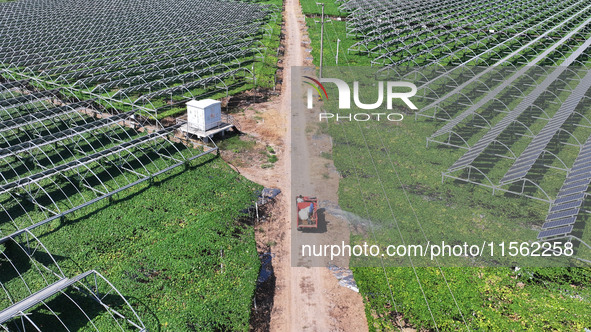 Villagers manage Chinese herbs grown in a solar photovoltaic area in Lihua village, Lianyungang, China, on September 10, 2024. 