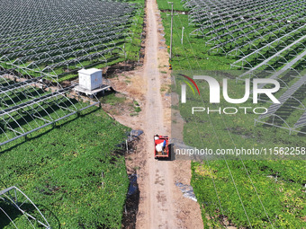 Villagers manage Chinese herbs grown in a solar photovoltaic area in Lihua village, Lianyungang, China, on September 10, 2024. (