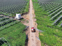 Villagers manage Chinese herbs grown in a solar photovoltaic area in Lihua village, Lianyungang, China, on September 10, 2024. (