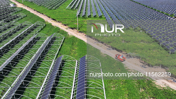 Villagers manage Chinese herbs grown in a solar photovoltaic area in Lihua village, Lianyungang, China, on September 10, 2024. 