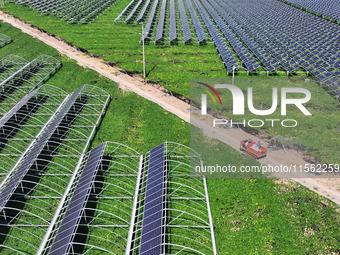 Villagers manage Chinese herbs grown in a solar photovoltaic area in Lihua village, Lianyungang, China, on September 10, 2024. (