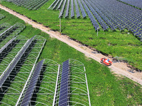 Villagers manage Chinese herbs grown in a solar photovoltaic area in Lihua village, Lianyungang, China, on September 10, 2024. (