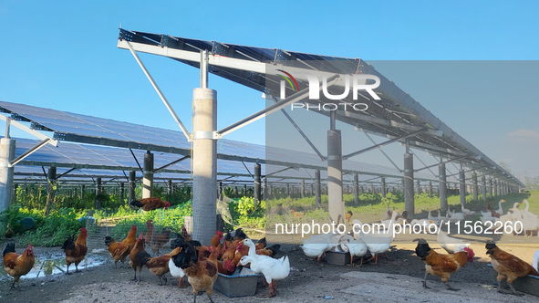 Villagers raise chickens and ducks under solar photovoltaic panels in Lihua village, Lianyungang, China, on September 10, 2024. 