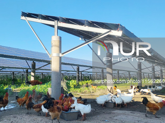 Villagers raise chickens and ducks under solar photovoltaic panels in Lihua village, Lianyungang, China, on September 10, 2024. (