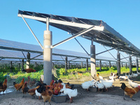 Villagers raise chickens and ducks under solar photovoltaic panels in Lihua village, Lianyungang, China, on September 10, 2024. (