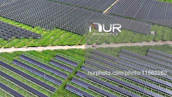 Villagers manage Chinese herbs grown in a solar photovoltaic area in Lihua village, Lianyungang, China, on September 10, 2024. 