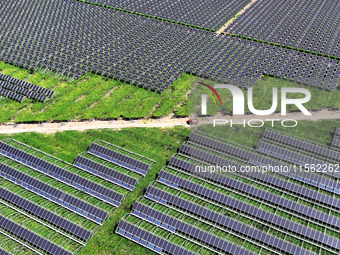 Villagers manage Chinese herbs grown in a solar photovoltaic area in Lihua village, Lianyungang, China, on September 10, 2024. (