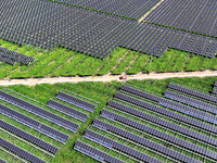 Villagers manage Chinese herbs grown in a solar photovoltaic area in Lihua village, Lianyungang, China, on September 10, 2024. (