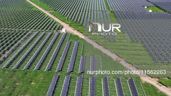 Villagers manage Chinese herbs grown in a solar photovoltaic area in Lihua village, Lianyungang, China, on September 10, 2024. 