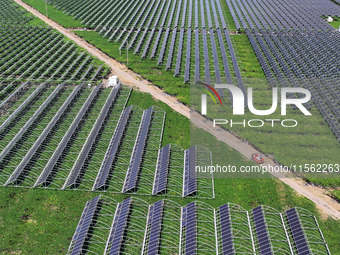 Villagers manage Chinese herbs grown in a solar photovoltaic area in Lihua village, Lianyungang, China, on September 10, 2024. (