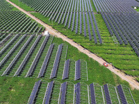 Villagers manage Chinese herbs grown in a solar photovoltaic area in Lihua village, Lianyungang, China, on September 10, 2024. (