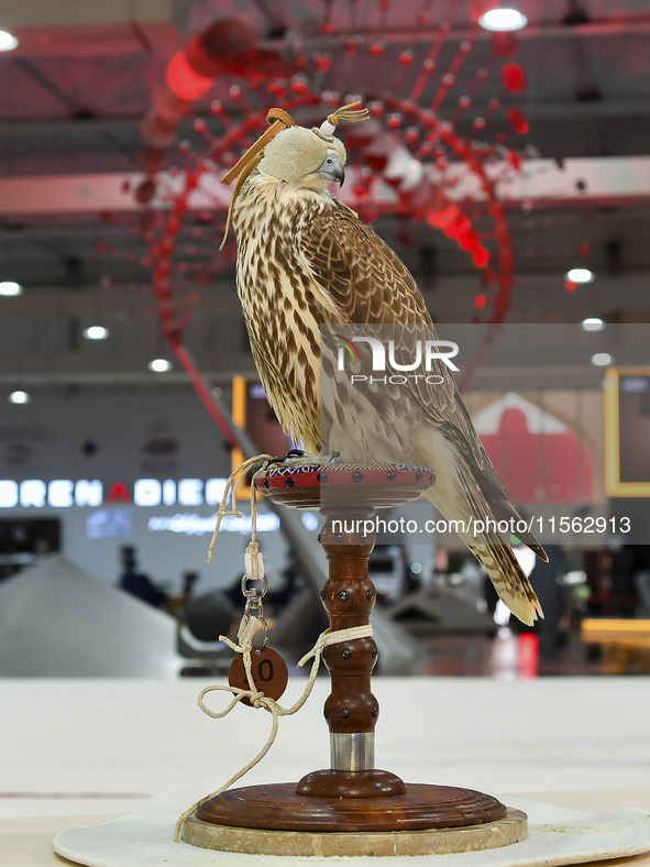 A hooded hunting falcon is on display during the 8th edition of the Katara International Hunting and Falcons Exhibition 2024 (S'hail) at Kat...