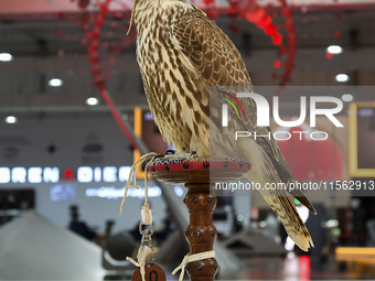 A hooded hunting falcon is on display during the 8th edition of the Katara International Hunting and Falcons Exhibition 2024 (S'hail) at Kat...