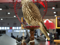 A hooded hunting falcon is on display during the 8th edition of the Katara International Hunting and Falcons Exhibition 2024 (S'hail) at Kat...